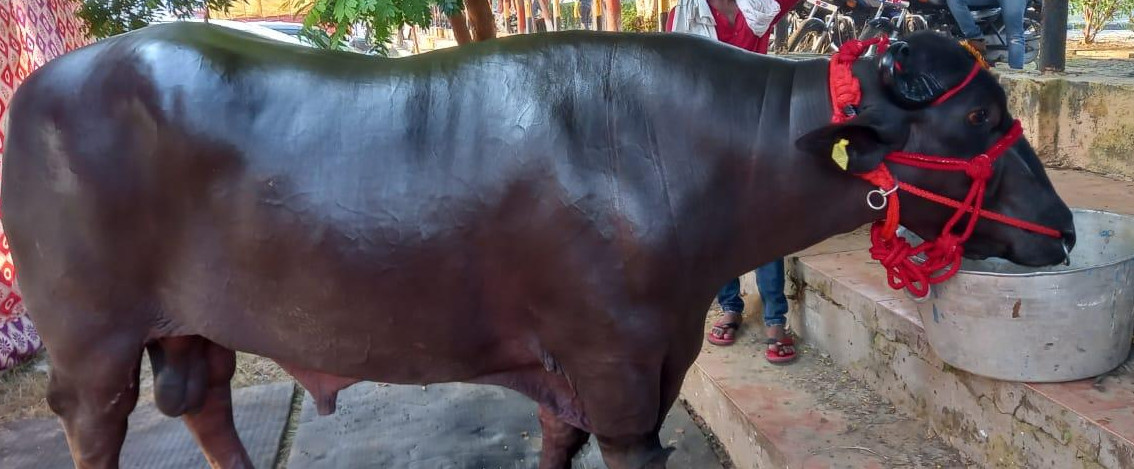 buffalo1_kVboJr42ck.png