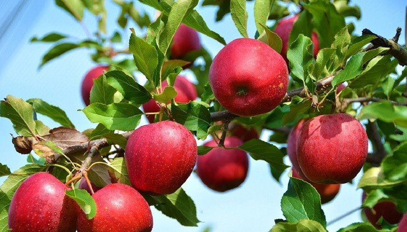 मुस्ताङमा फल्यो अहिलेसम्मकै धेरै स्याउ, किसानले भित्र्याए ९२ करोड