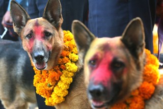 तिहारको आज दोस्रो दिन, बिहान कुकुर तिहार, साँझ लक्ष्मी पूजा