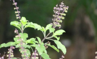 अन्तरिक्षमा हुने वैज्ञानिक अनुसन्धानमा नेपाल सहभागी हुँदै, तुलसीलाई अनुसन्धानमा समेट्ने