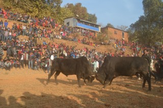 माघे संक्रान्तिमा ४० हल गोरु जुधाइँदै, पशु अधिकारी भन्छन् : हितमा छैन