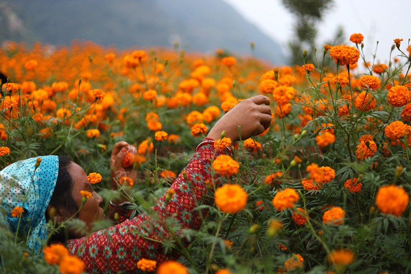 यस वर्ष फूल उत्पादनमा कमी, माग बढ्यो