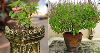 कार्तिक स्नान, आकाशदीप दान, तुलसीको विशेष पूजा सुरू