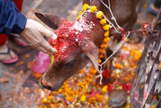 तिहारको चौथो दिन : आज गाई, गोरु र कृषकको पूजाआजा गरि मनाइँदै