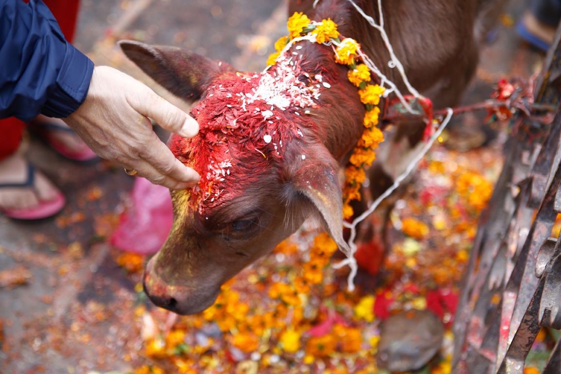 तिहारको चौथो दिन : आज गाई, गोरु र कृषकको पूजाआजा गरि मनाइँदै