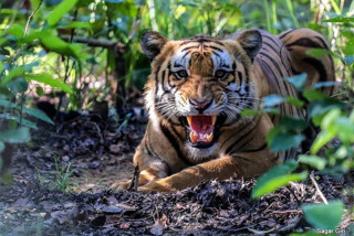 बाँकेमा बाघको आक्रमणबाट महिलाको मृत्यु