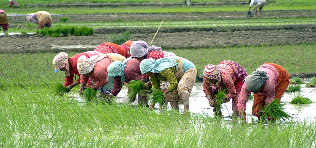 असार १५ धान दिवस, किसान छैनन् हर्षित, वर्षौको मल अभावको पीडा यसवर्ष बेसरी बल्झियो (खास खबर)
