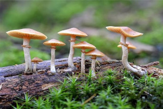 जङ्गली च्याउ खाँदा ६  जना बिरामी, केहीको अवस्था गम्भीर 