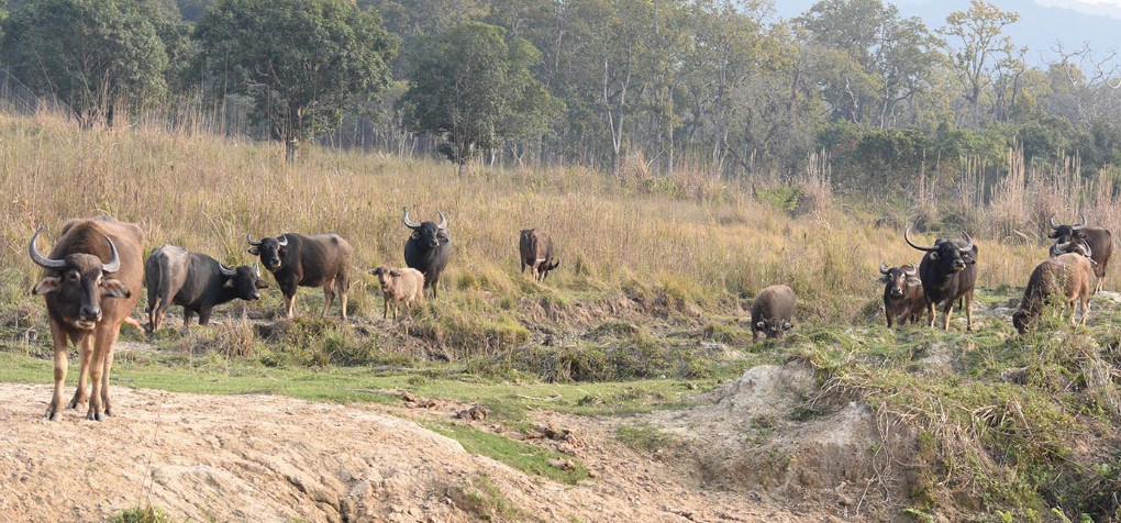 अर्ना सकिएसँगै डेढ करोड रकम व्यर्थ