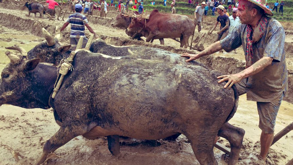 हलगोरु पाल्नेलाई आकर्षक अनुदान