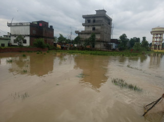 बाँकेको अधिकांश स्थानीय तह डुबानमा