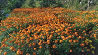 फुलैफुलको पर्व तिहारमा स्वदेशी फुल उपेक्षामा, विदेशबाटै आयात हुन्छ करोडौँको फुल (खास खबर)