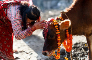 यमपञ्चकको चौथो दिन आज गाई पूजा
