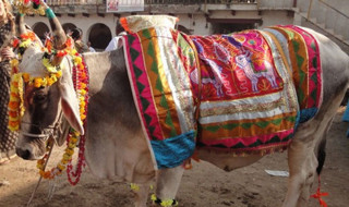 आज गोवर्द्धन पूजा, गोरु, बलि र हली पूजा गरिँदै