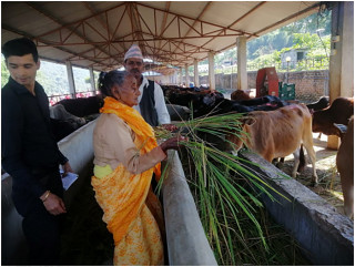 तिहारमा हरियो धान काटेर गाईलाई खुवाउने परम्परा धान्दै गङ्गादेवी