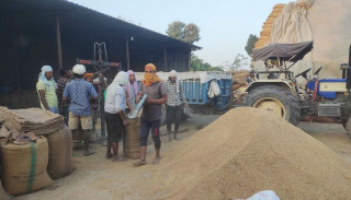 सरकारले धान खरिद नगर्दा सस्तोमा बिक्री गर्न किसानहरु बाध्य