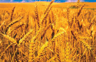 तोकियो गहुँको समर्थन मूल्य , प्रति क्विन्टिल ३ हजार ३५१ रुपैयाँ