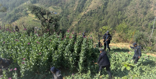 रोल्पामा ठुलो मात्रामा उत्पादन गरिएको अफिम खेती प्रहरीद्वारा नष्ट