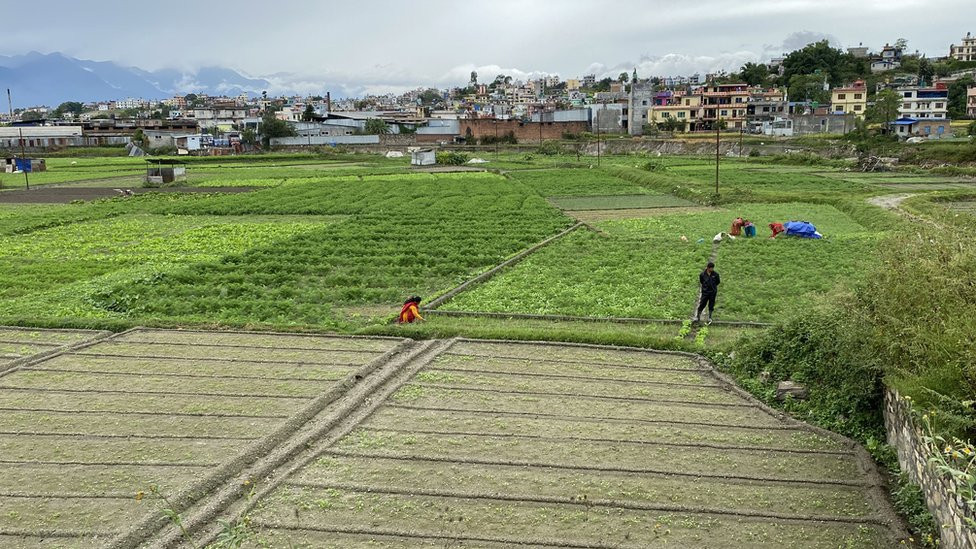 कृषि बीमाको अनुदान उपलब्ध गराउन ९५ करोड विनियोजन