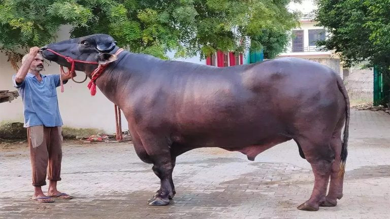 कृषि मन्त्रालयले भन्यो— भारतले अनुदानमा दिने राँगाबाट एक लाख भैंसीमा नश्ल सुधार हुनेछ