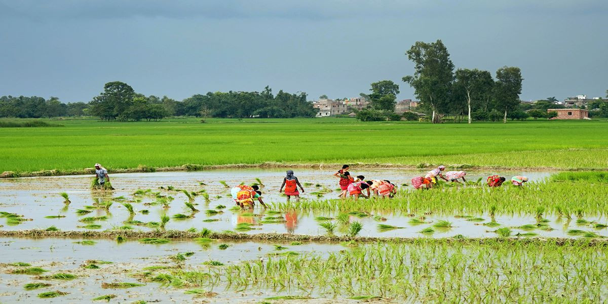हालसम्म देशभर २७ प्रतिशत रोपाइँ, गत वर्षको तुलनामा १३ प्रतिशत कम