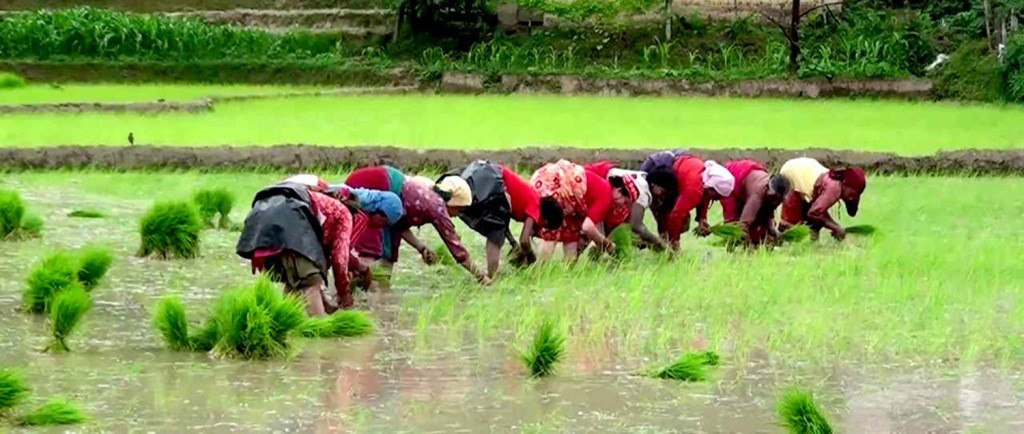 मनसुनी वर्षा सुस्त, देशभर ६८ प्रतिशत मात्र रोपाइँ