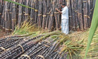 उखु किसानलाई १५ दिनभित्र अनुदान दिन सरकारलाई निर्देशन