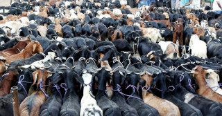 दशैंका लागी खसीबोका र च्यांग्रा काठमाडौं आइपुगे