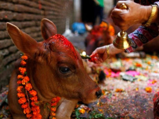 आज गाई तिहार : गाईको पूजाआजा गरी मनाईँदै