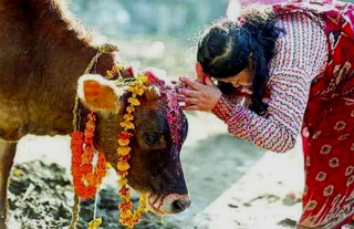 यमपञ्चकको तेस्रो दिन आज गाईको पूजाआजा गरी मनाइयो, गाईलाई पवित्र मानी पूजा गर्ने वैदिक सनातनकालदेखिकै प्रचलन, गाईमा ३३ कोटी देवताको बास हुन्छ भन्ने मान्यता(खासखबर)