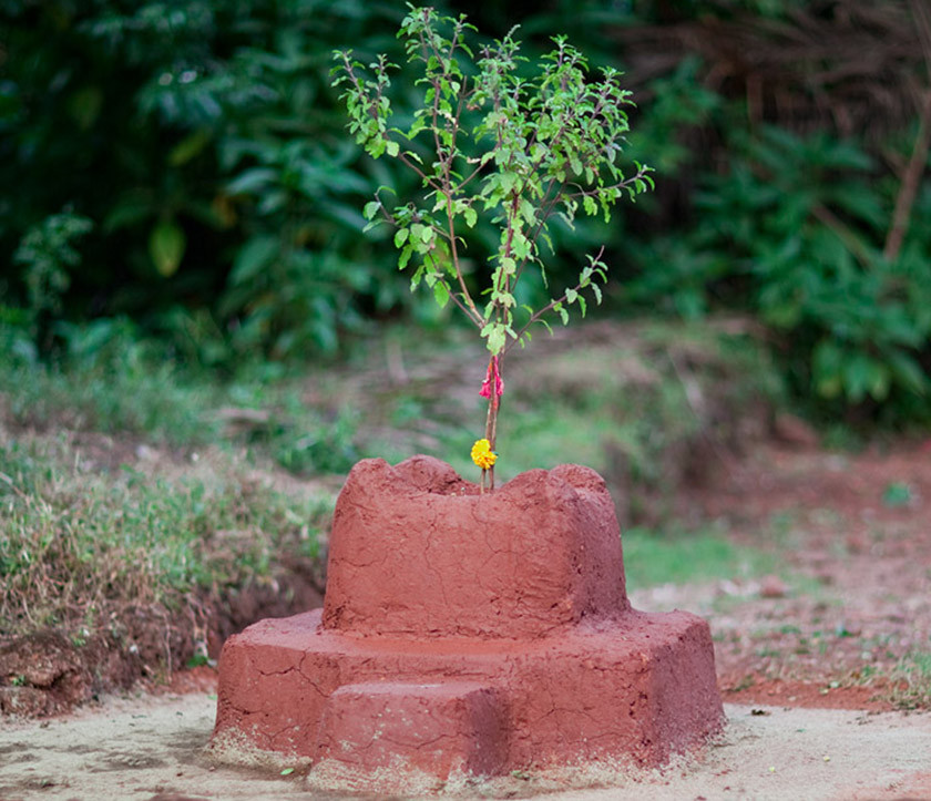 आज हरि बोधिनी एकादशी: तुलसी र दामोदरको विवाह गरिँदै