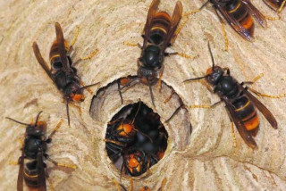 अरिङ्गालले टोकेर इलाममा एक जनाको मृत्यु