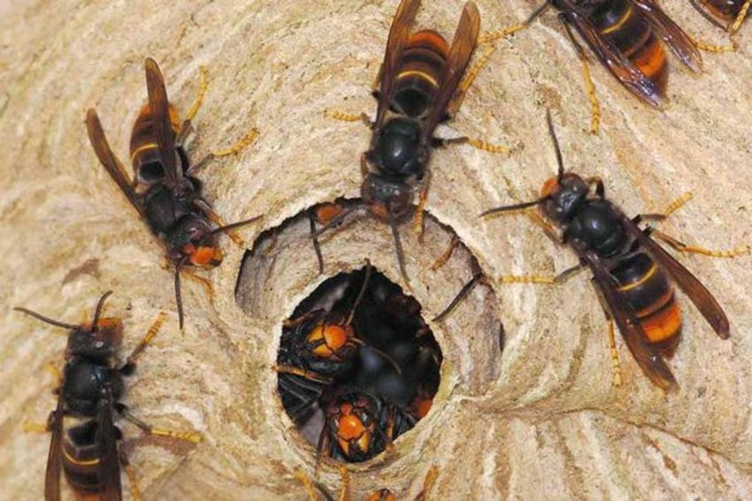 अरिङ्गालले टोकेर इलाममा एक जनाको मृत्यु