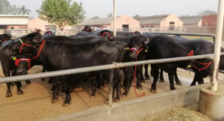 मुर्रा राँगाको वीर्य संकलन पुसदेखि मात्रै,यस्तो छ प्रक्रिया..