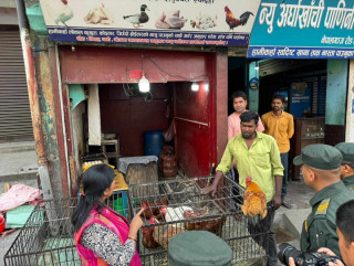 बुटवलका मासुपसलमा मनपरी,अधिकांश पसलमा कुहिएको मासु