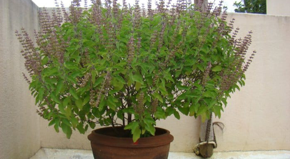 घर–घरमा तुलसीको बीउ राखेर आज निर्जला एकादशी मनाइँदै
