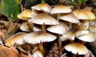 जंगली च्याउ खाँदा एकको मृत्यु, चारजना गम्भिर