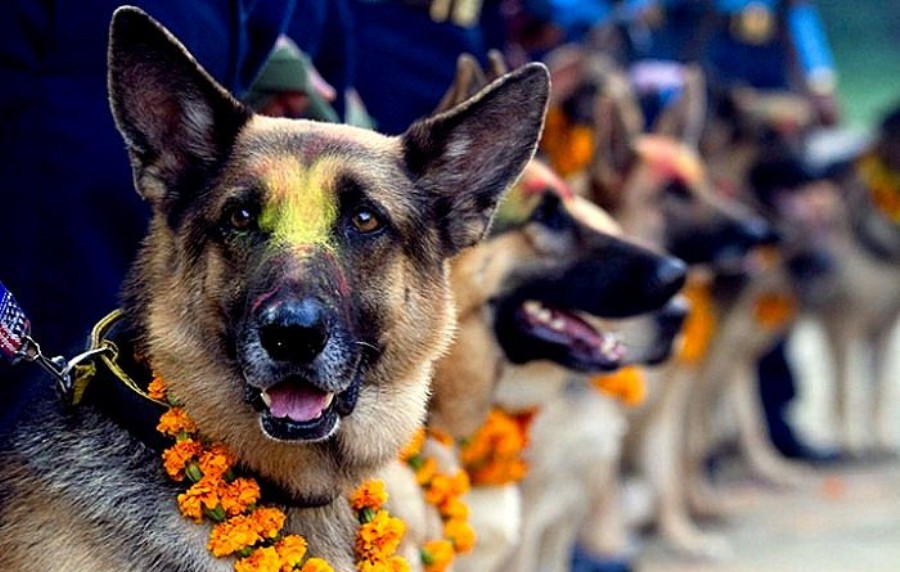 आज कुकुर पूजा, मीठा–मीठा खानेकुरा खान दिएर सम्मान गरी मनाइँदै