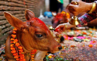 तिहार अर्थात् यमपञ्चक : आज गाई, गोरु, गोवर्द्धन र हलि पूजा गरि मनाइँदै